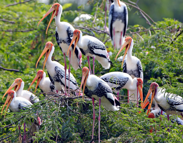 bharatpur bird sanctuary tour