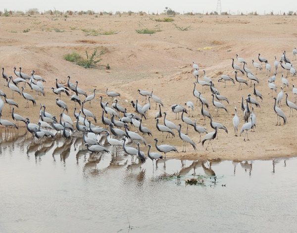 Khichan Bird Sanctuary tourist places
