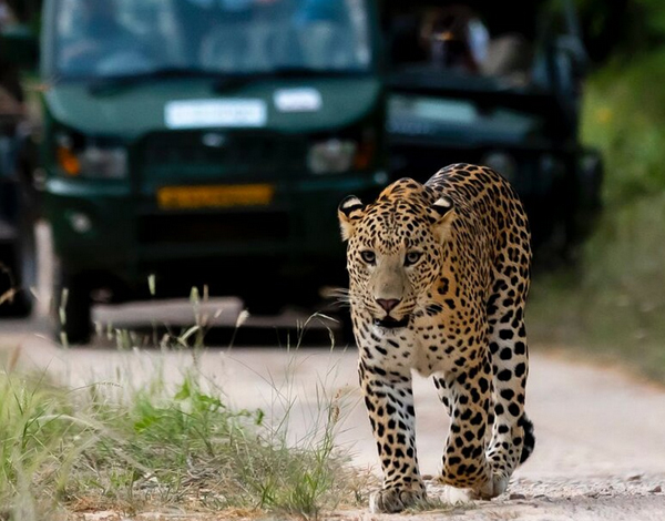 rajasthan leopard safari
