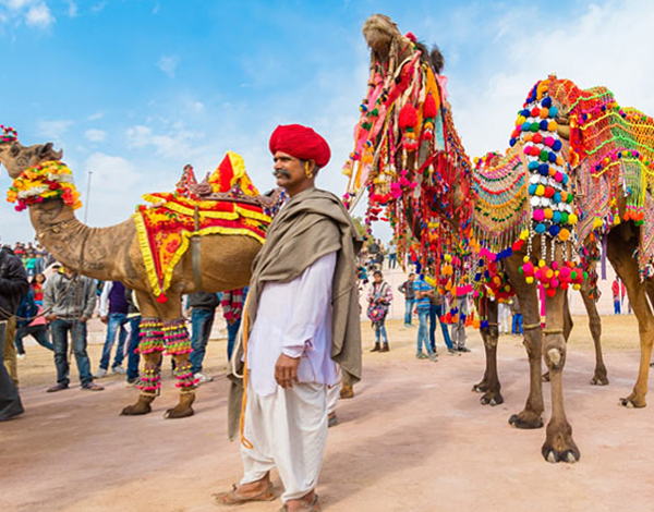 pushkar camel safari 