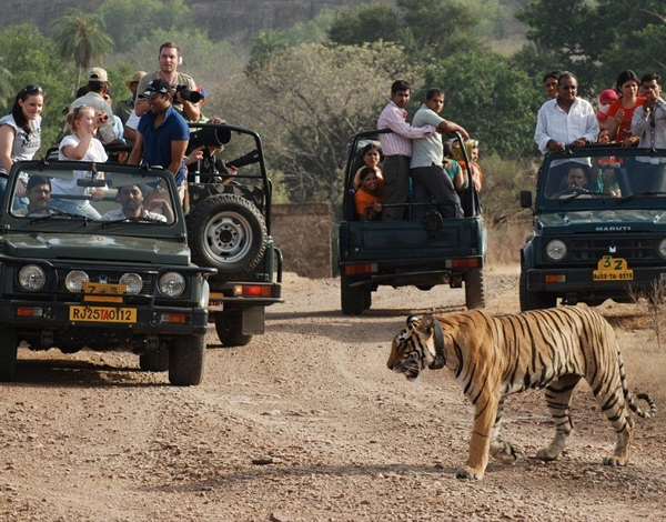 Online Safari Booking Ranthambore