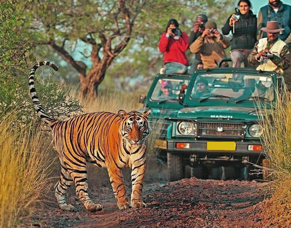 Safari Booking Ranthambore
